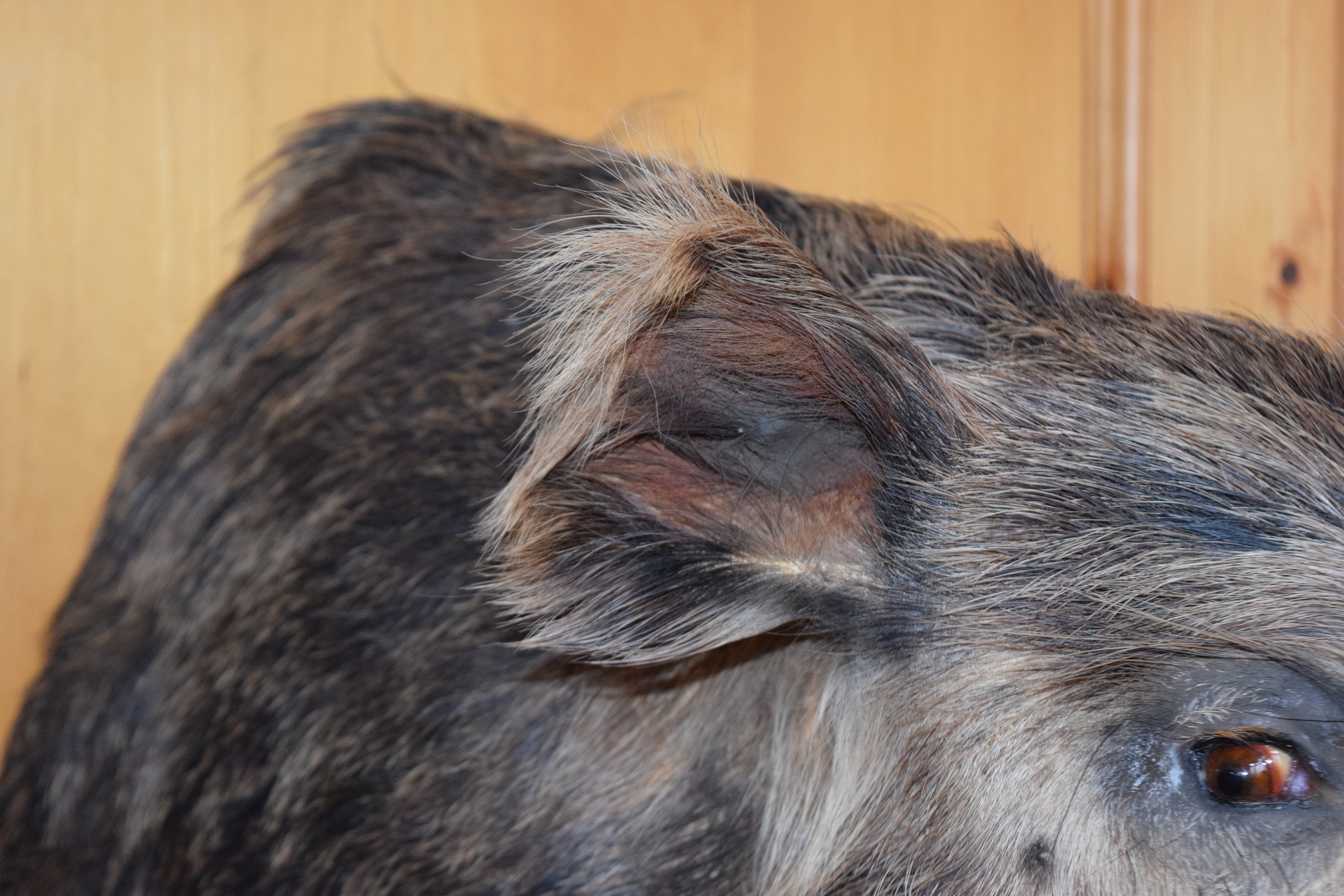 Wild Boar Taxidermy Shoulder Mount