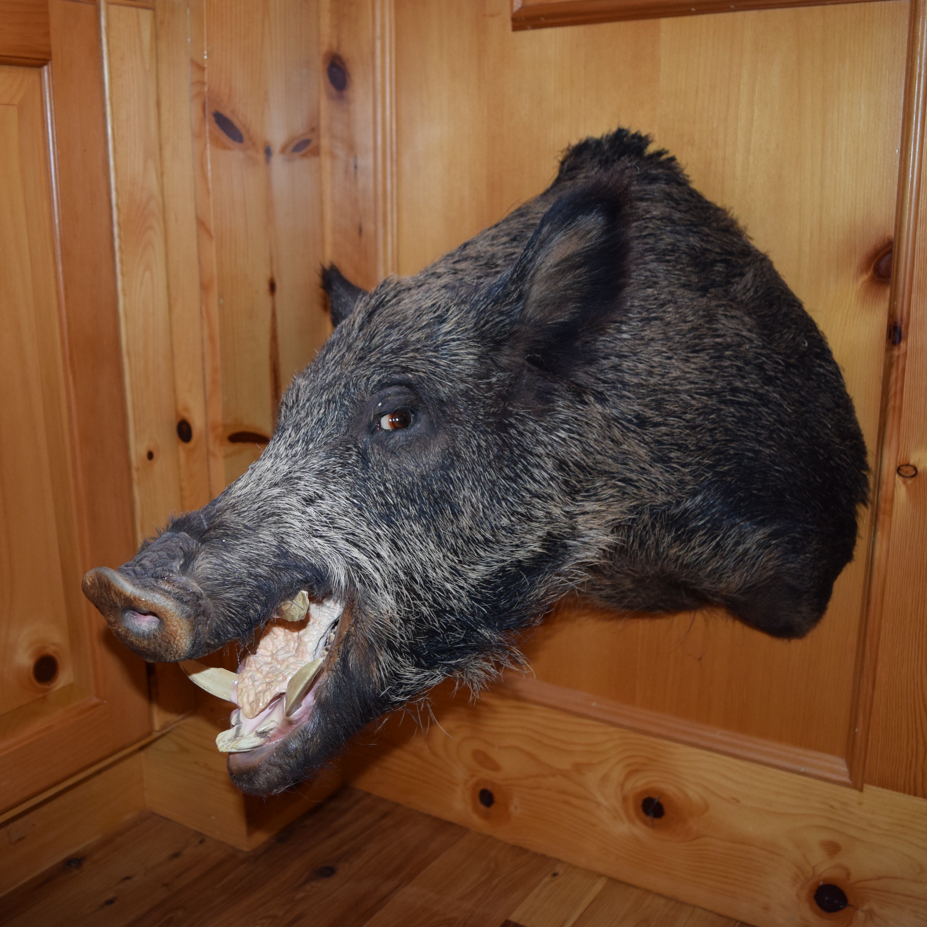 Wild Boar Taxidermy Shoulder Mount