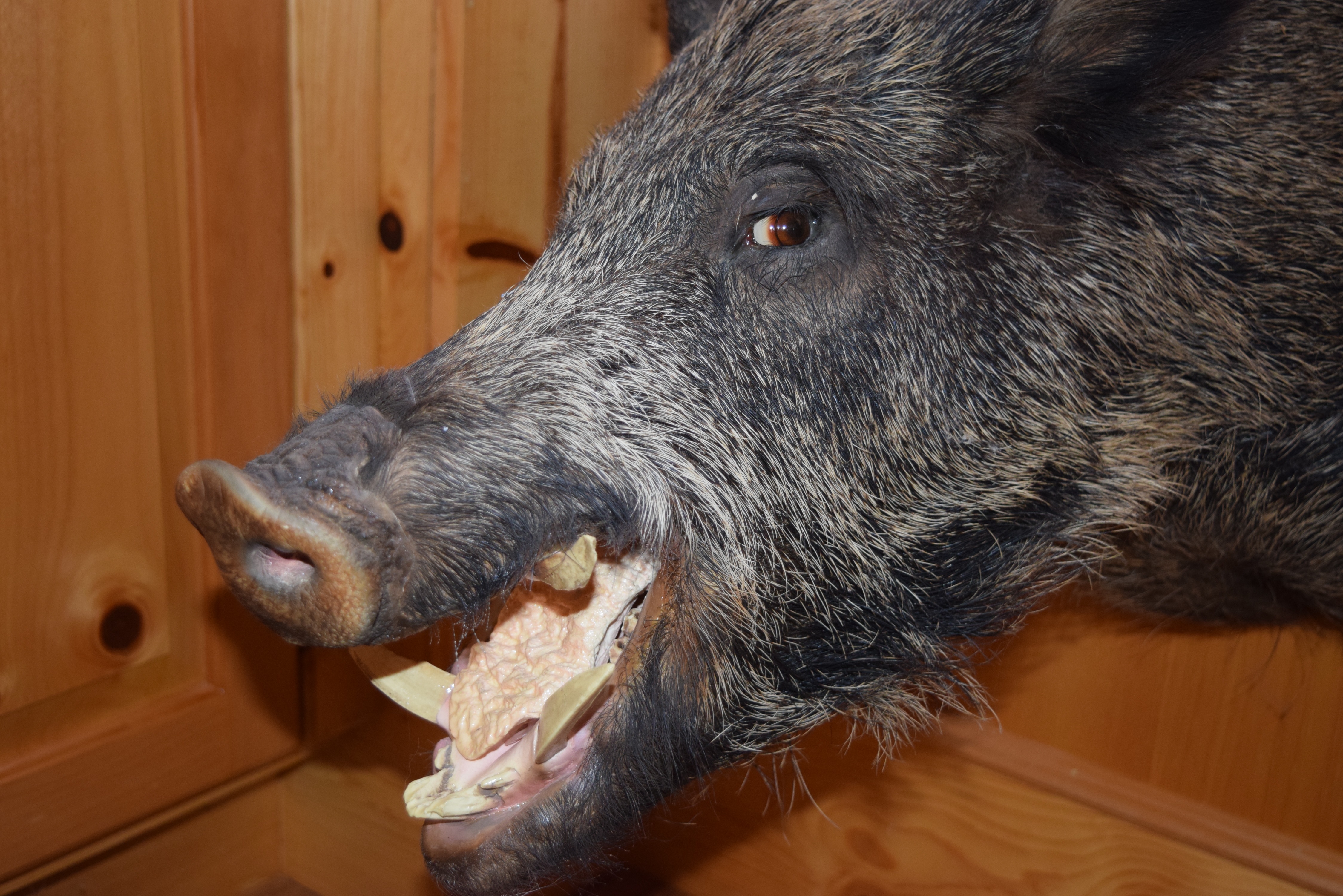 Wild Boar Taxidermy Shoulder Mount