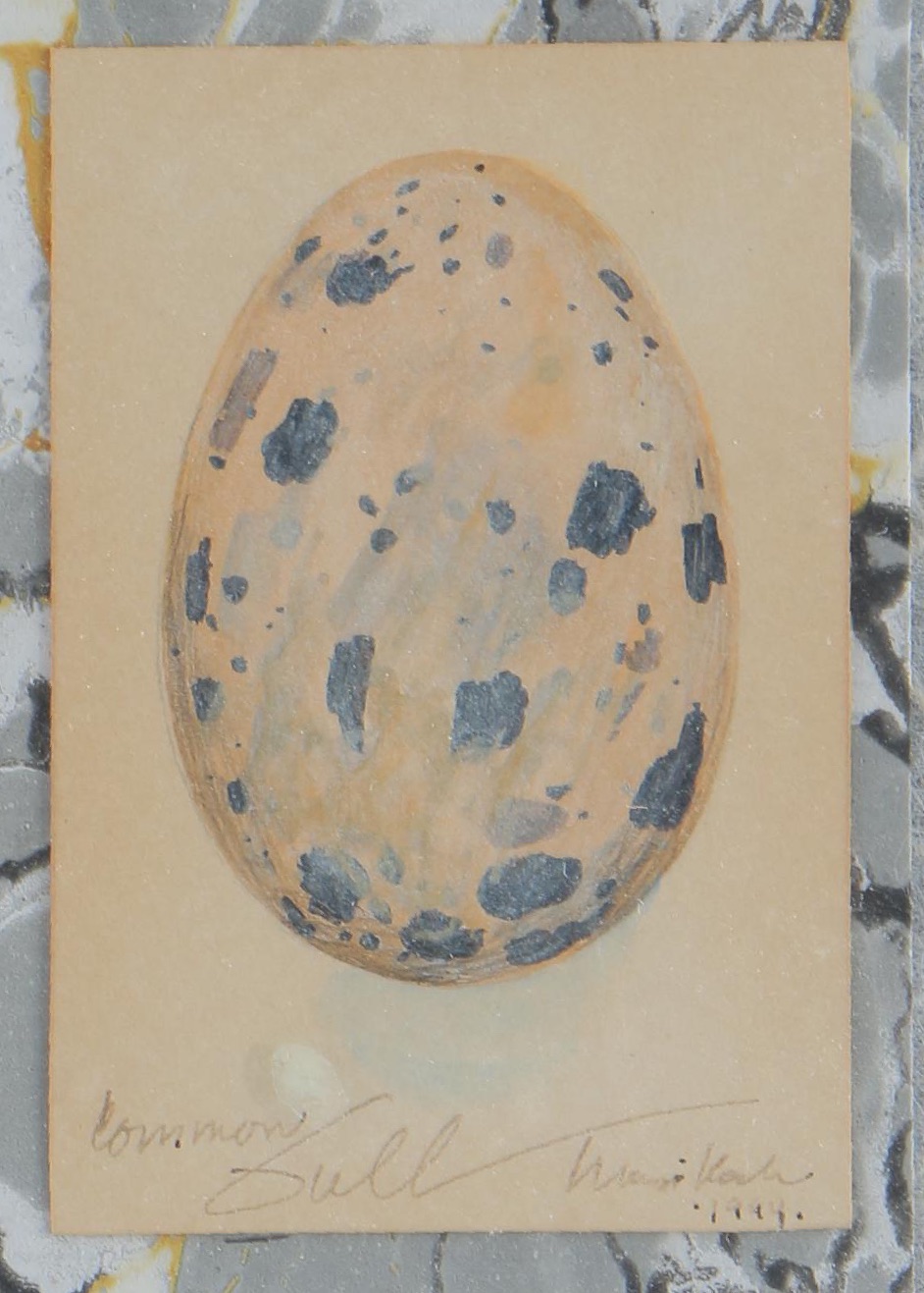 Maryjo Koch Mixed Media "Common Gull"