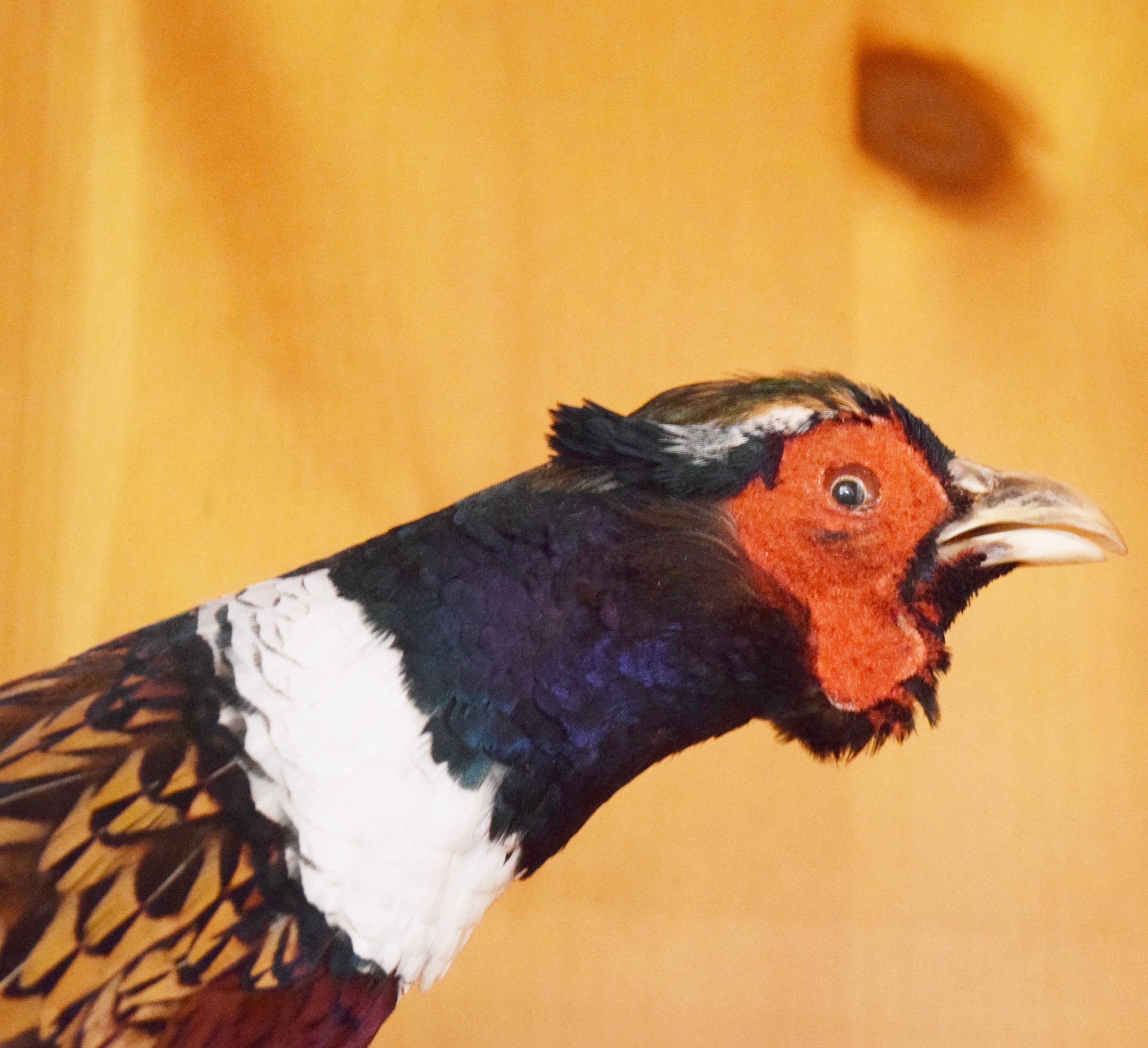 Male Pheasant Taxidermy Wall Mount