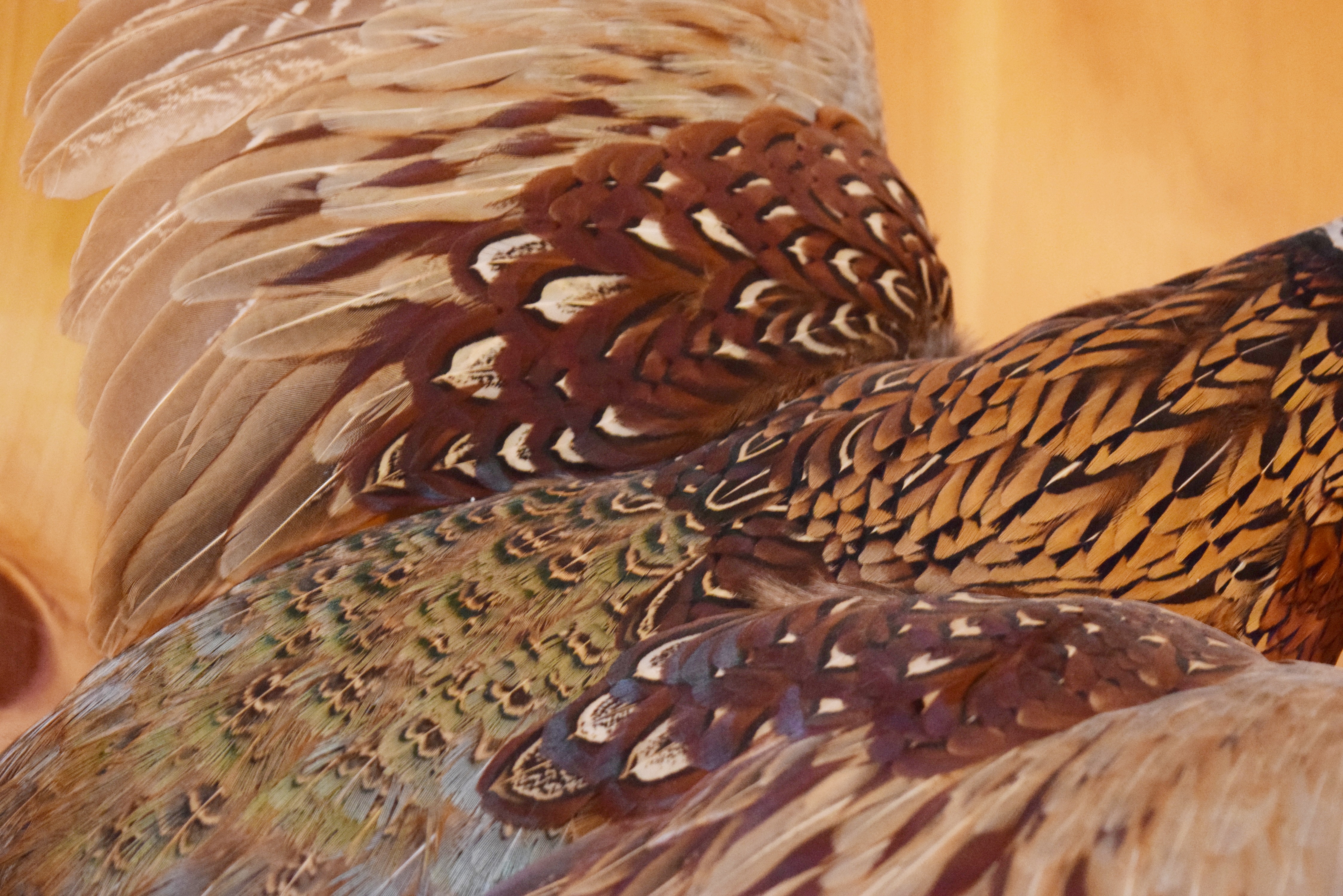 Male Pheasant Taxidermy Wall Mount