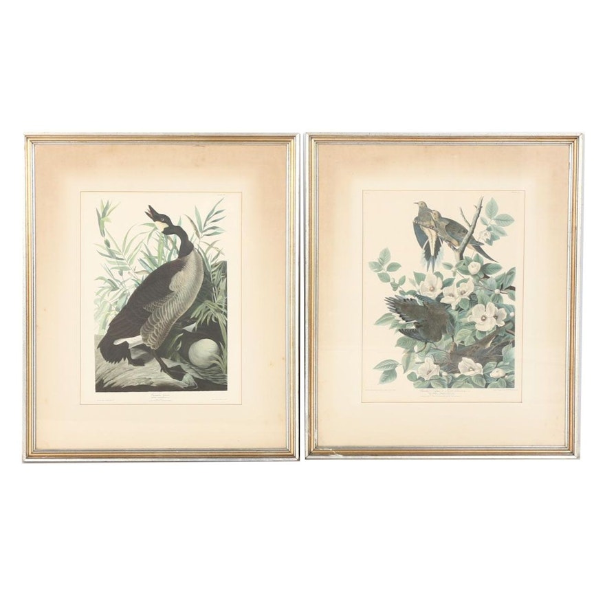 Framed Offset Lithographs After John J. Audubon's "Birds of America"