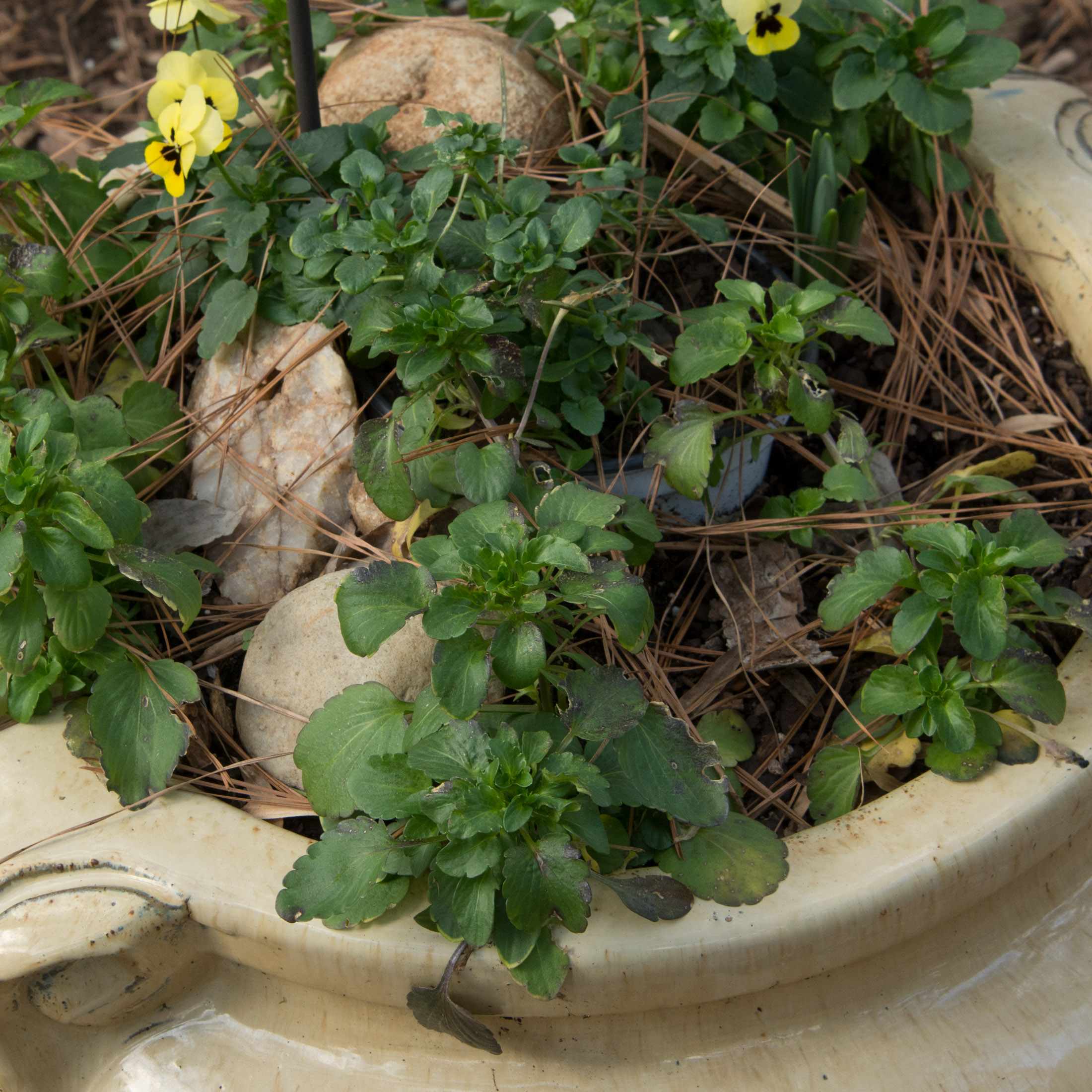 Large Outdoor Yellow Pottery Planter