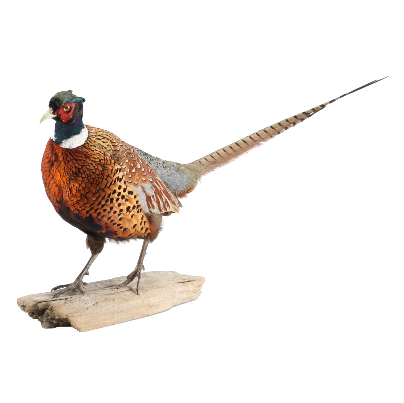 Pheasant Taxidermy