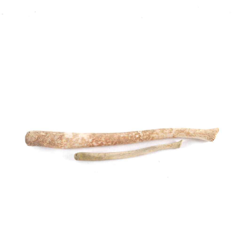 Walrus Baculum or Oosik