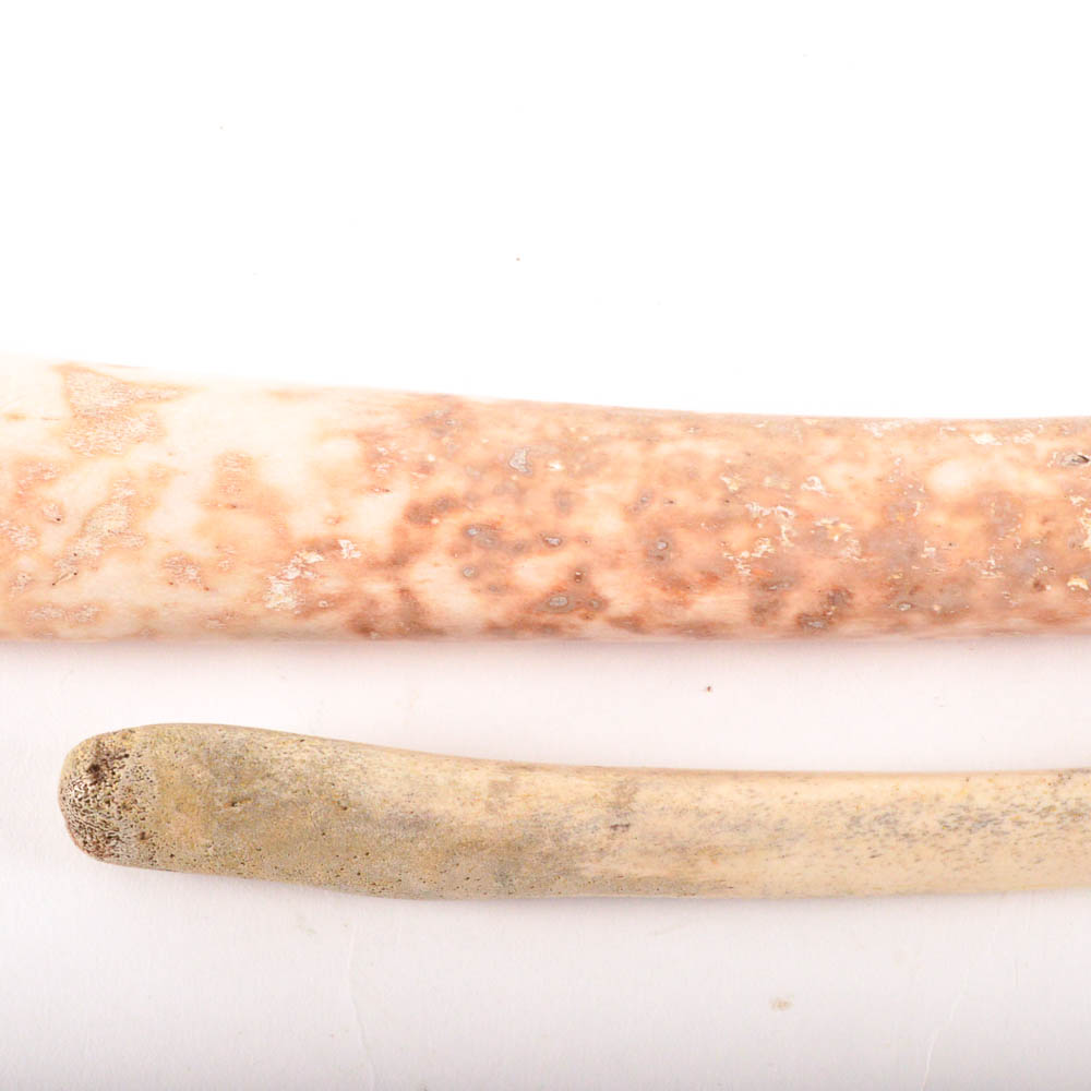 Walrus Baculum or Oosik