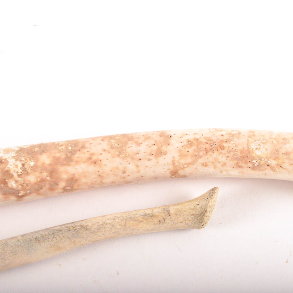 Walrus Baculum or Oosik