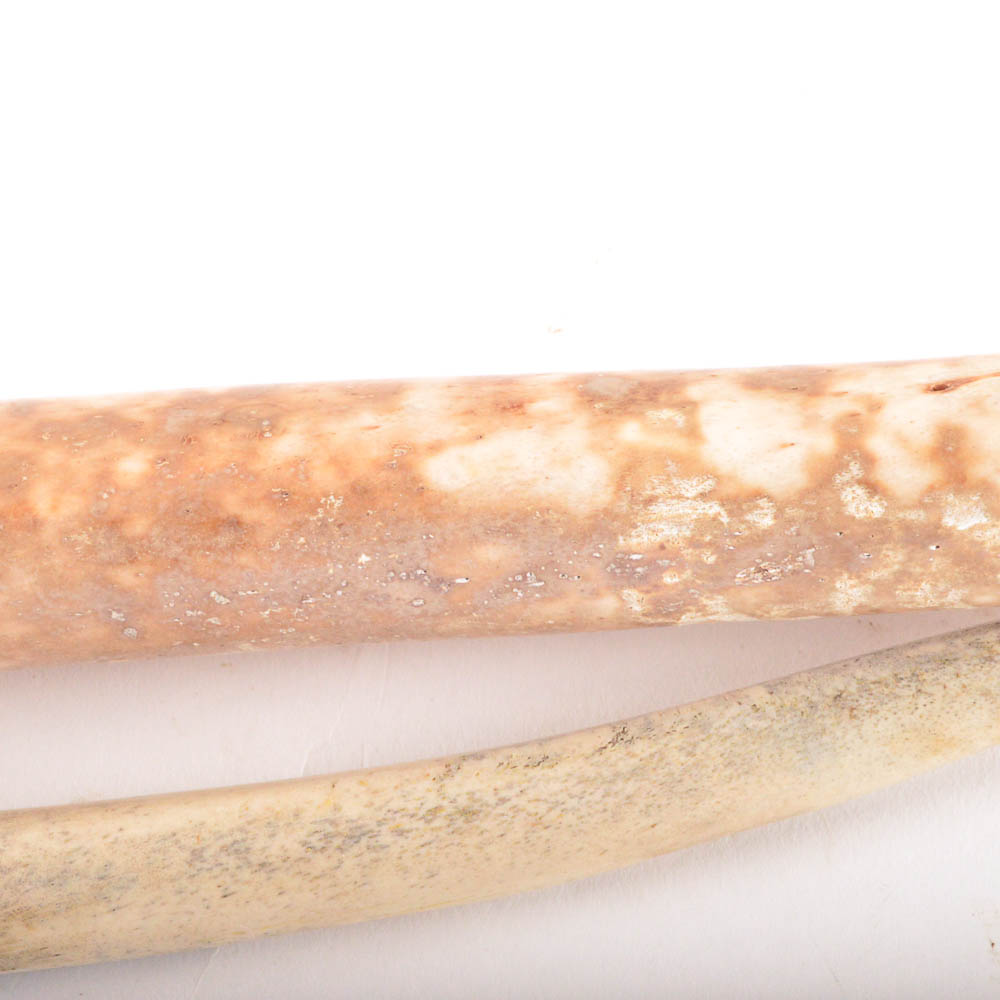 Walrus Baculum or Oosik