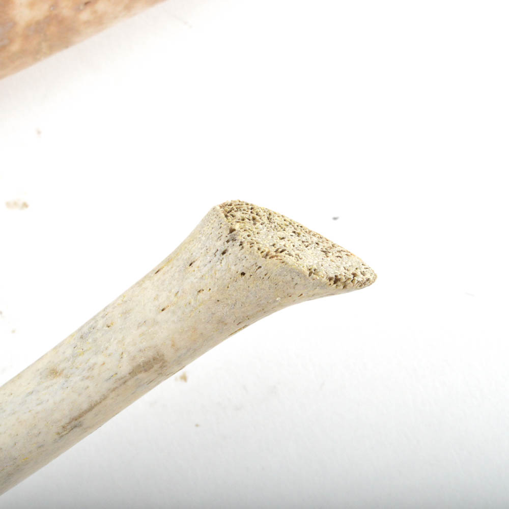 Walrus Baculum or Oosik