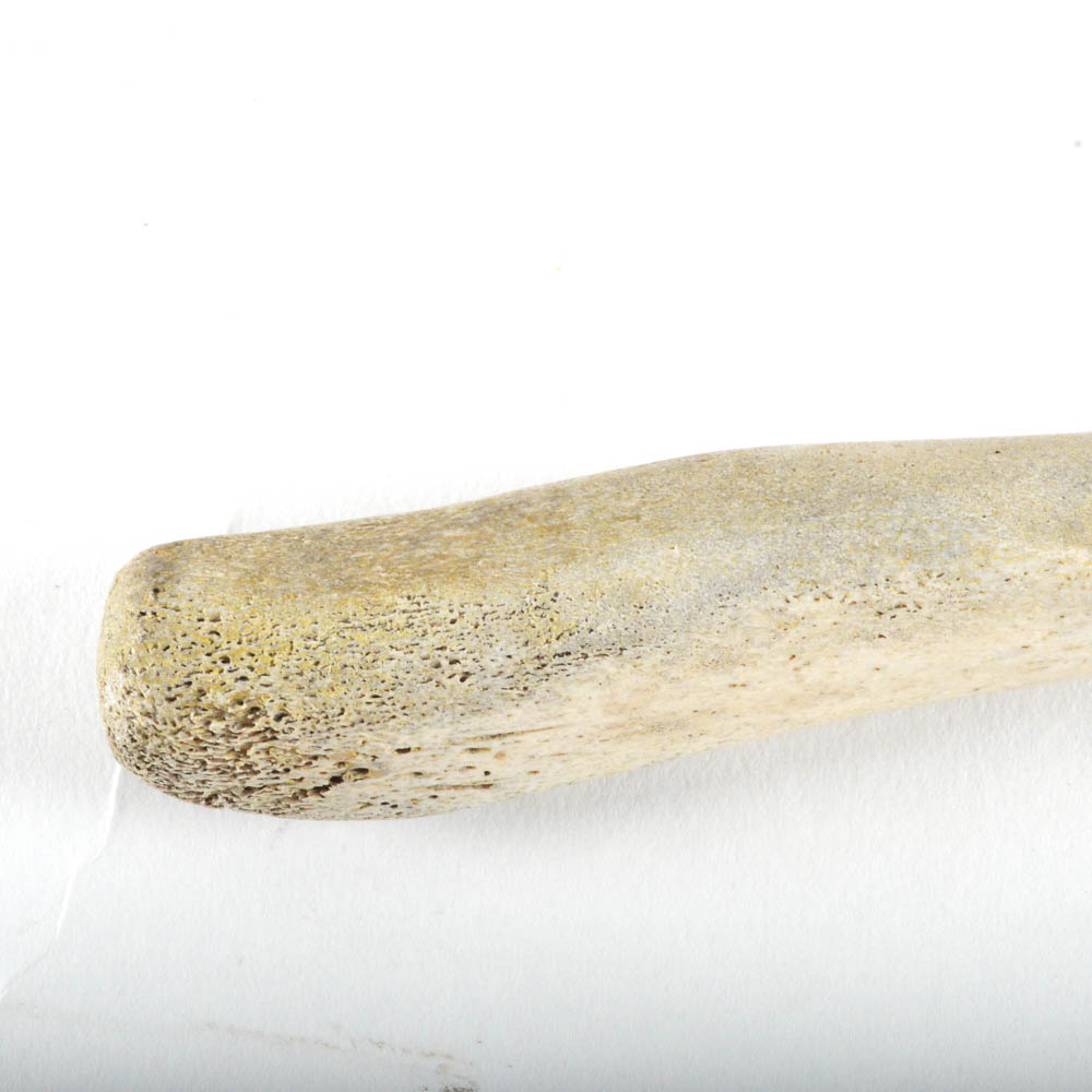 Walrus Baculum or Oosik