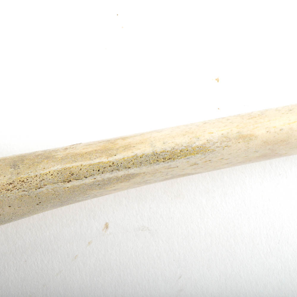 Walrus Baculum or Oosik