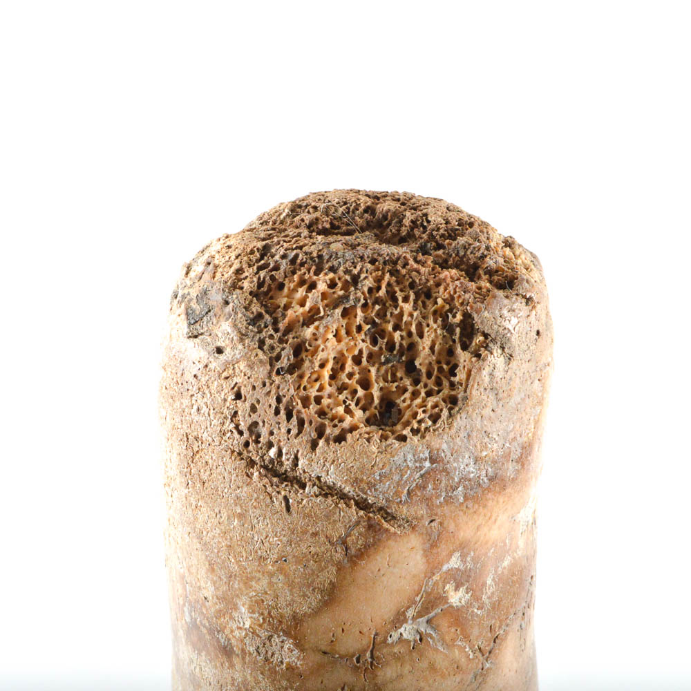 Walrus Baculum or Oosik