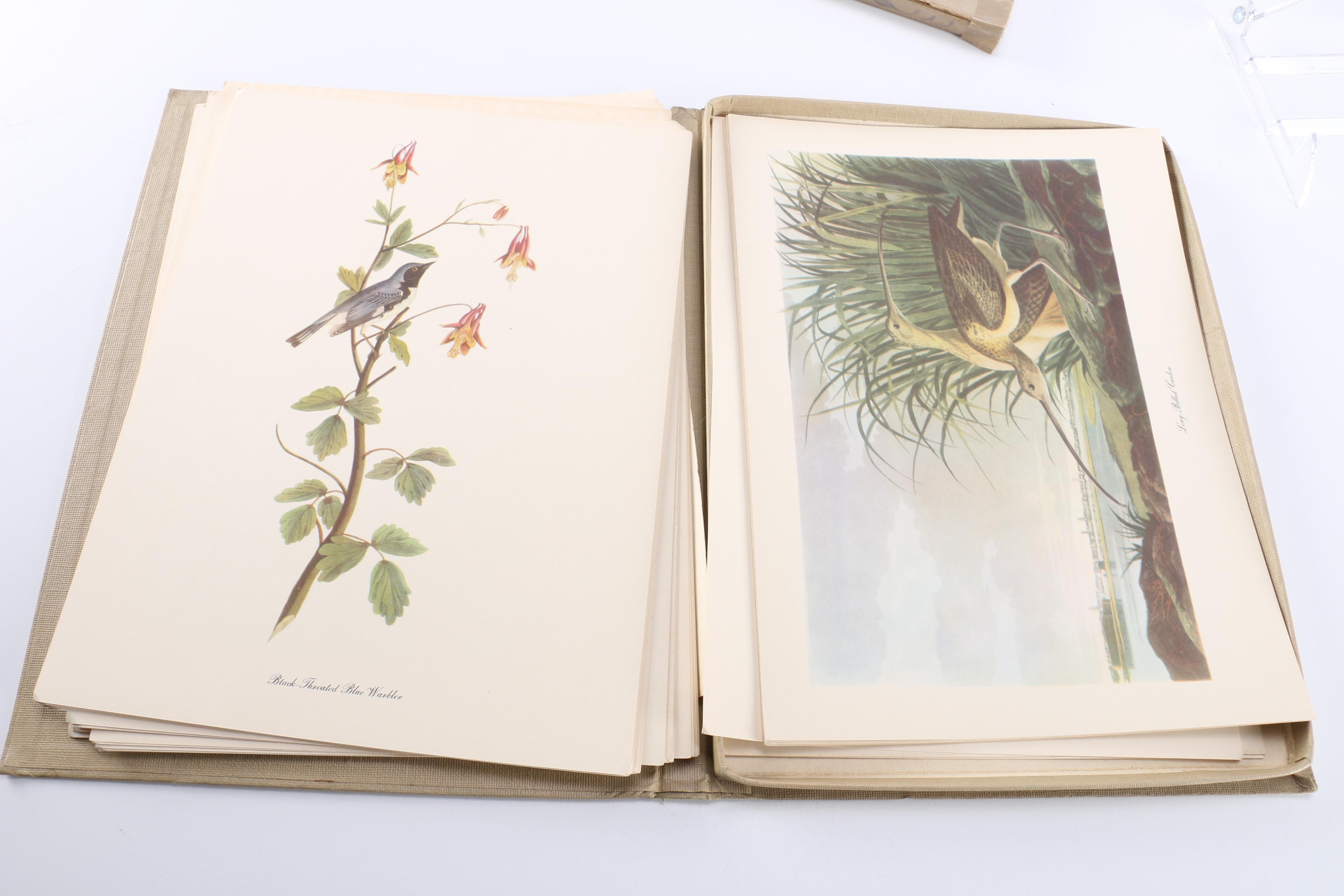 "Audubon's Birds of America" Book and Prints
