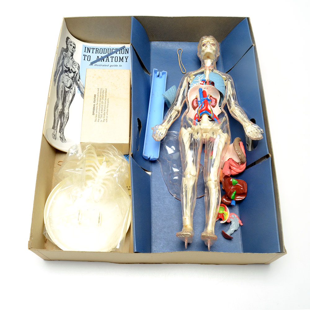 Vintage "The Visible Woman" Anatomy Kit by Renewal