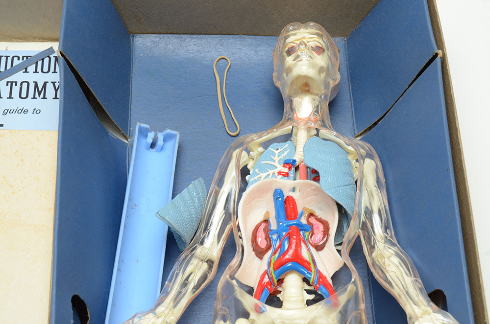 Vintage "The Visible Woman" Anatomy Kit by Renewal