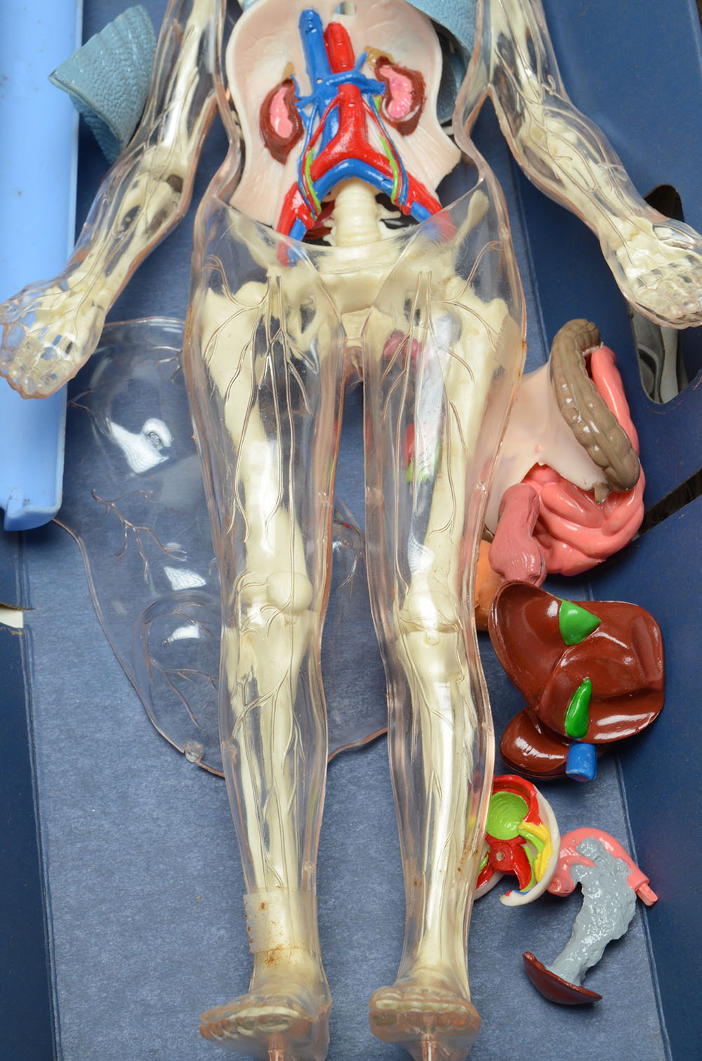 Vintage "The Visible Woman" Anatomy Kit by Renewal