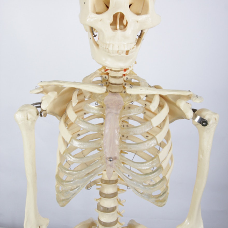 Anatomical Skeleton Model from the Marina Abramovic Art Gala 2011
