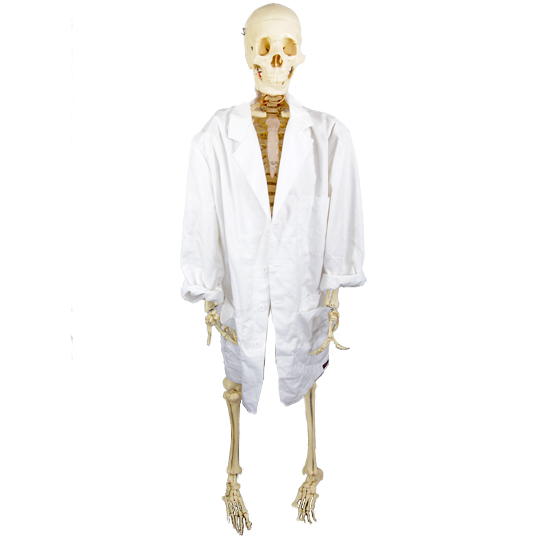 Anatomical Skeleton Model from the Marina Abramovic Art Gala 2011