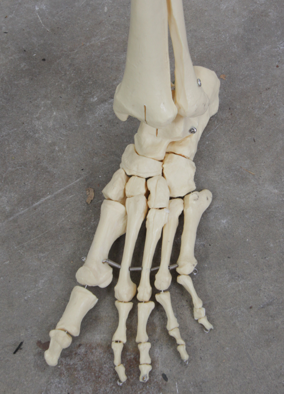 Anatomical Skeleton Model from the Marina Abramovic Art Gala 2011