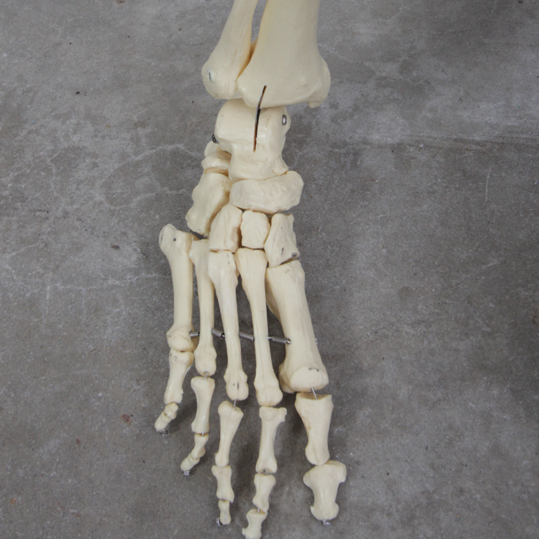 Anatomical Skeleton Model from the Marina Abramovic Art Gala 2011