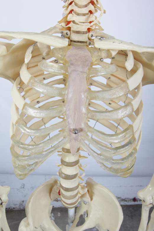 Anatomical Skeleton Model from the Marina Abramovic Art Gala 2011