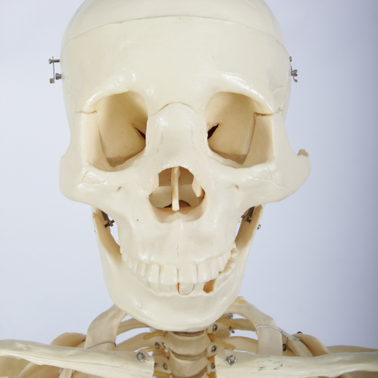 Anatomical Skeleton Model from the Marina Abramovic Art Gala 2011