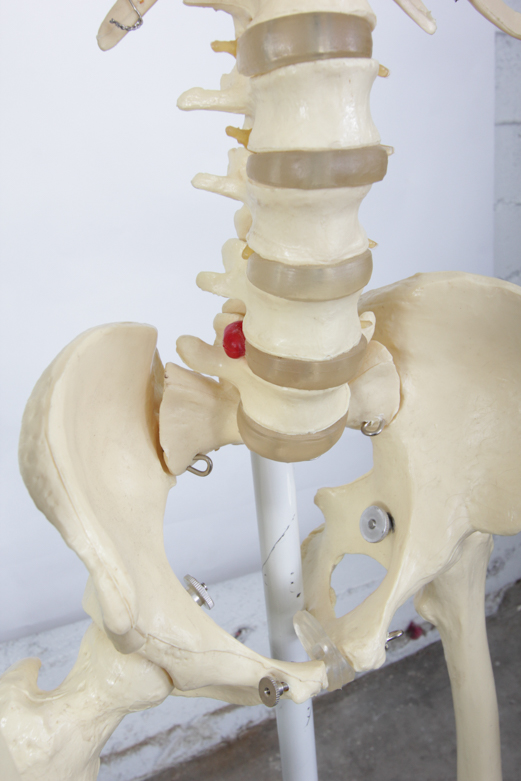 Anatomical Skeleton Model from the Marina Abramovic Art Gala 2011