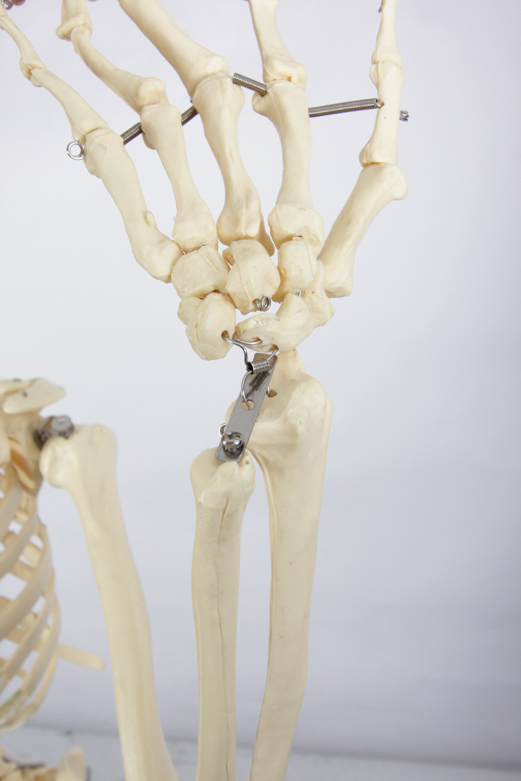 Anatomical Skeleton Model from the Marina Abramovic Art Gala 2011