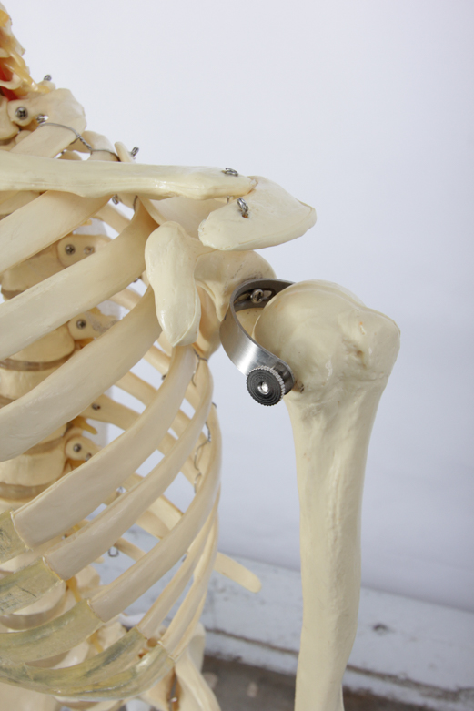 Anatomical Skeleton Model from the Marina Abramovic Art Gala 2011