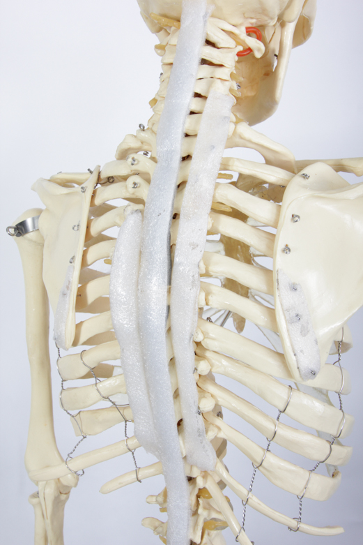 Anatomical Skeleton Model from the Marina Abramovic Art Gala 2011