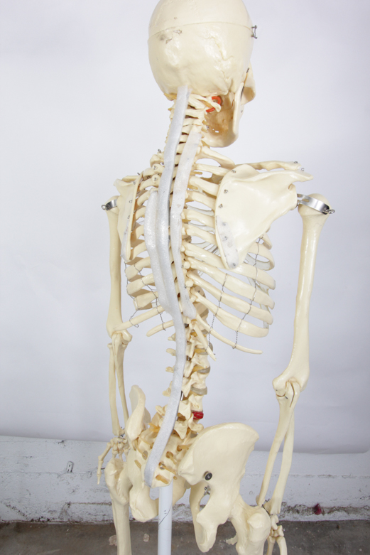 Anatomical Skeleton Model from the Marina Abramovic Art Gala 2011