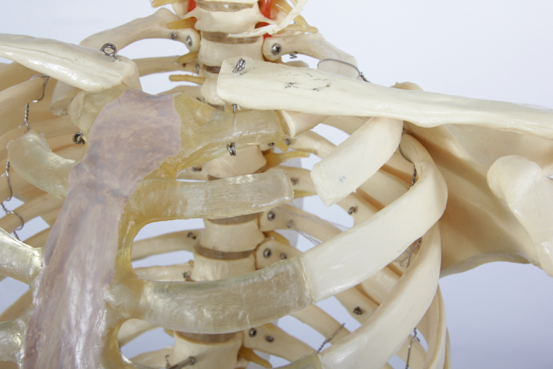 Anatomical Skeleton Model from the Marina Abramovic Art Gala 2011