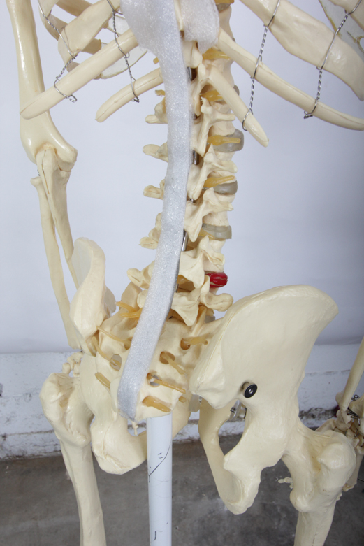 Anatomical Skeleton Model from the Marina Abramovic Art Gala 2011