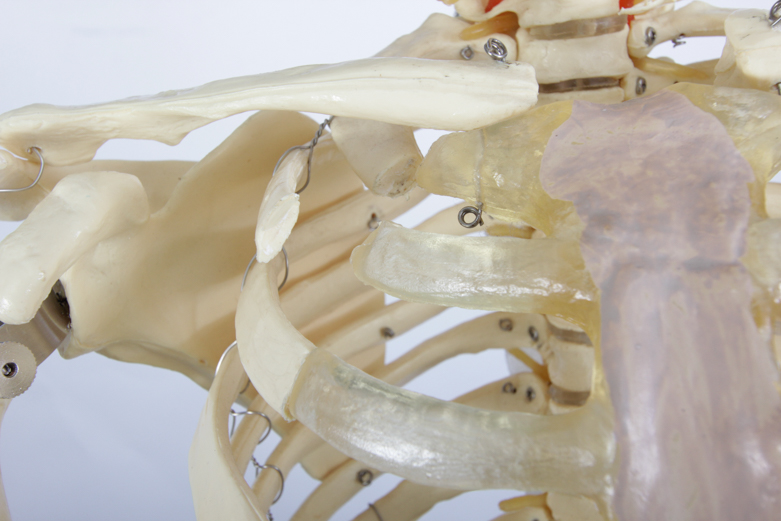 Anatomical Skeleton Model from the Marina Abramovic Art Gala 2011