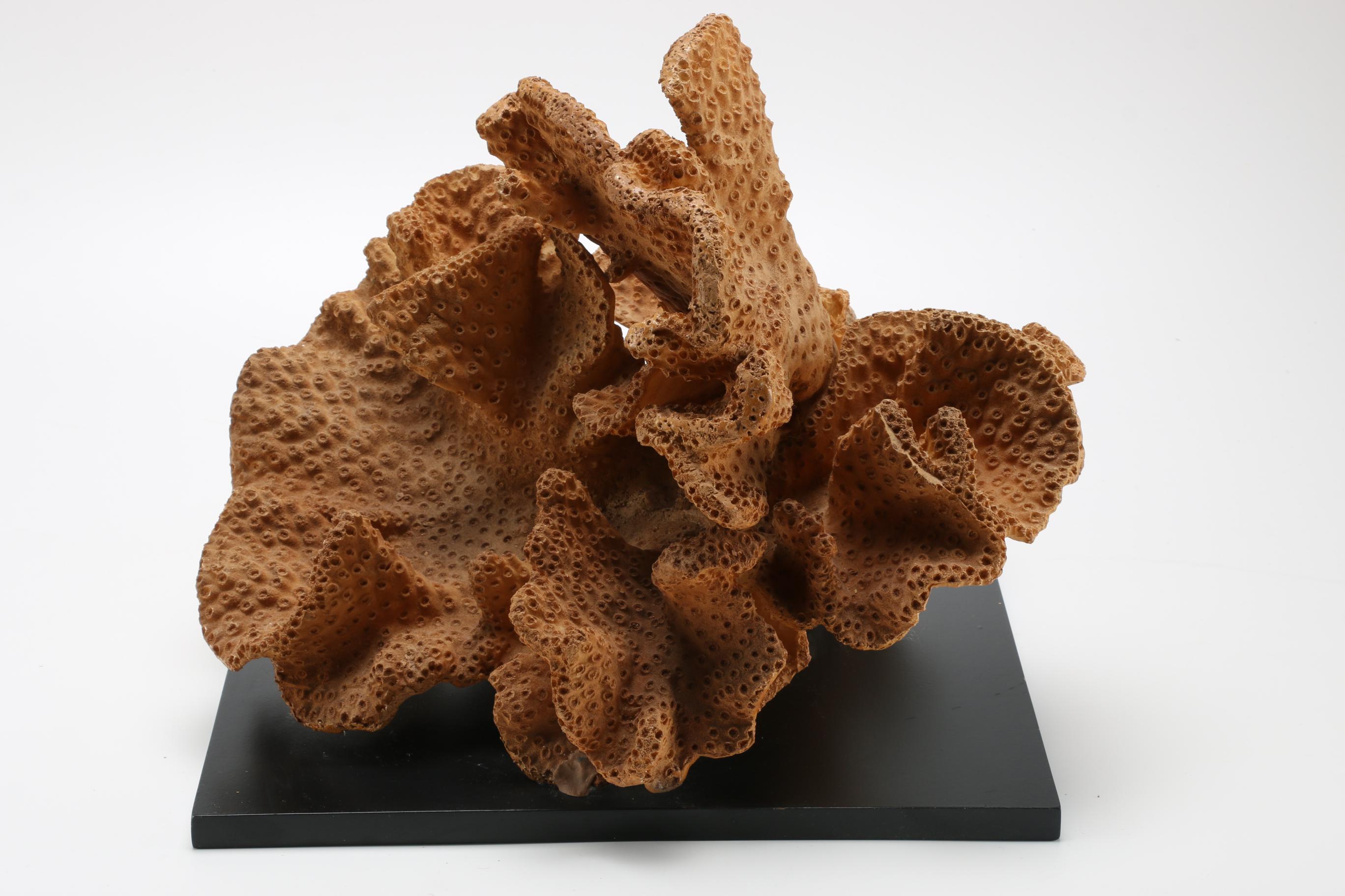 Sea Life Themed Wall Accents