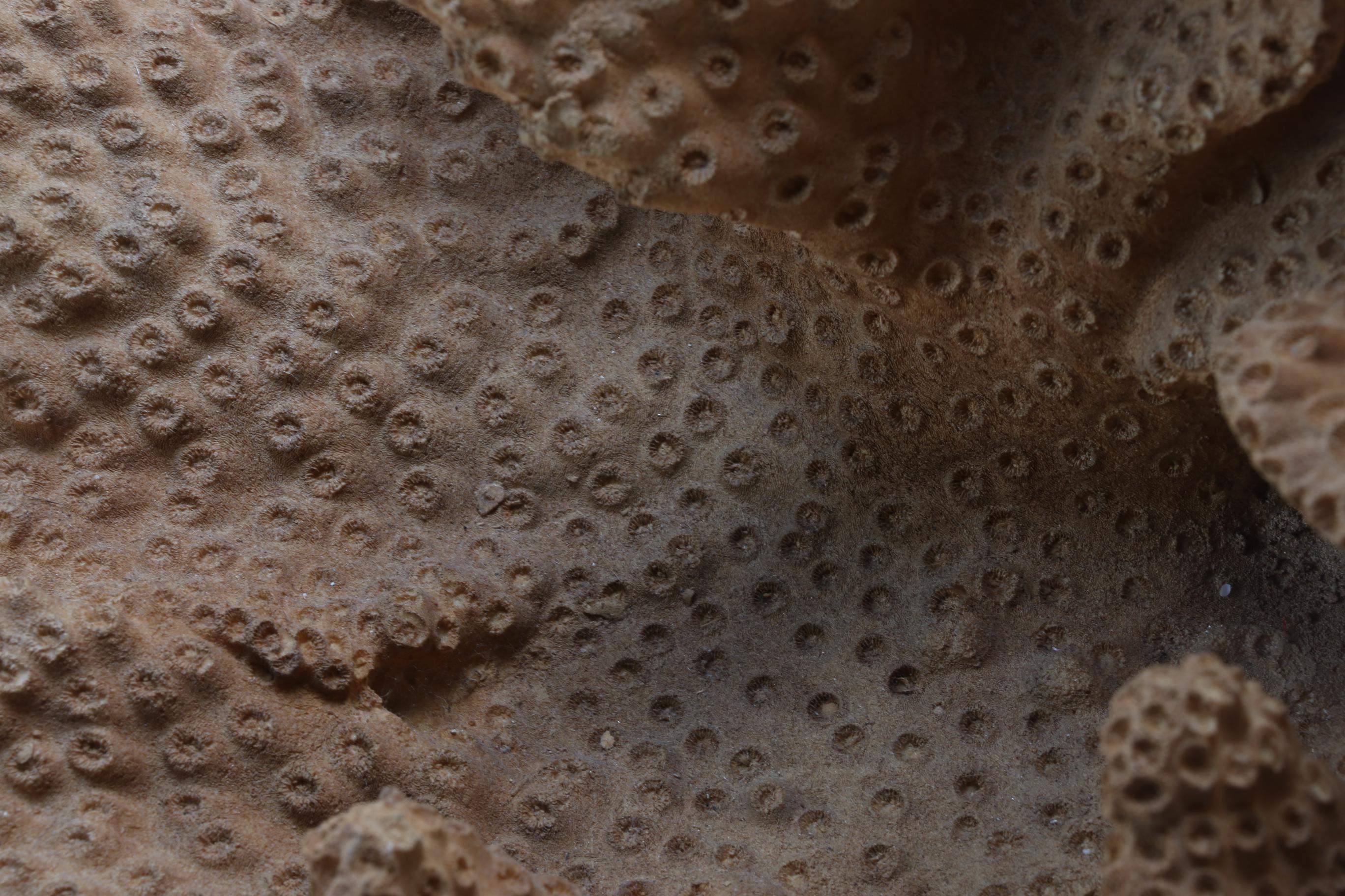 Sea Life Themed Wall Accents