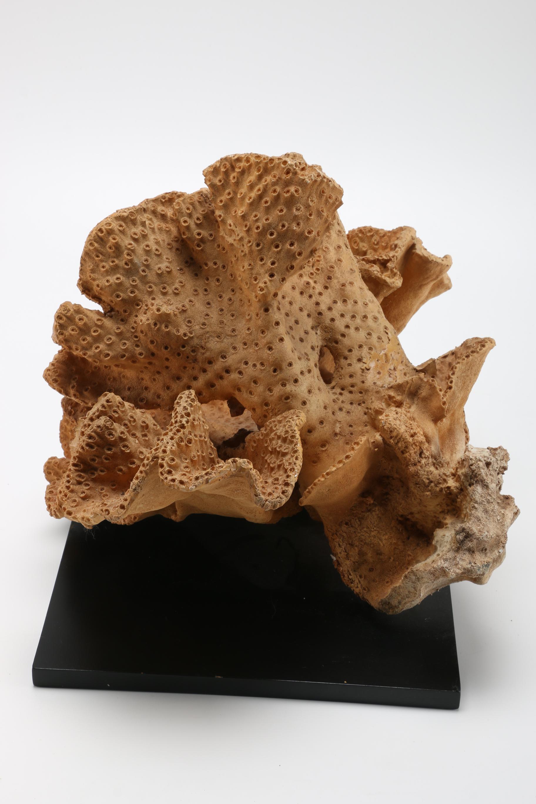 Sea Life Themed Wall Accents