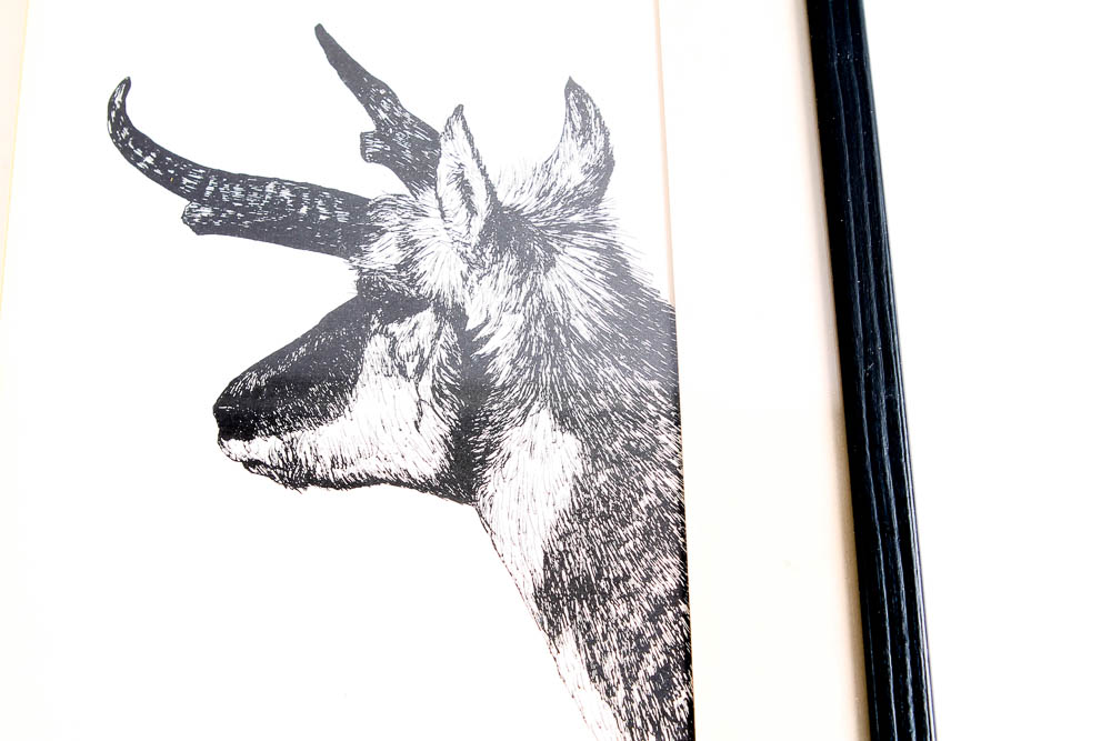 Collection of Lithographs of Woodland Creatures by Snow