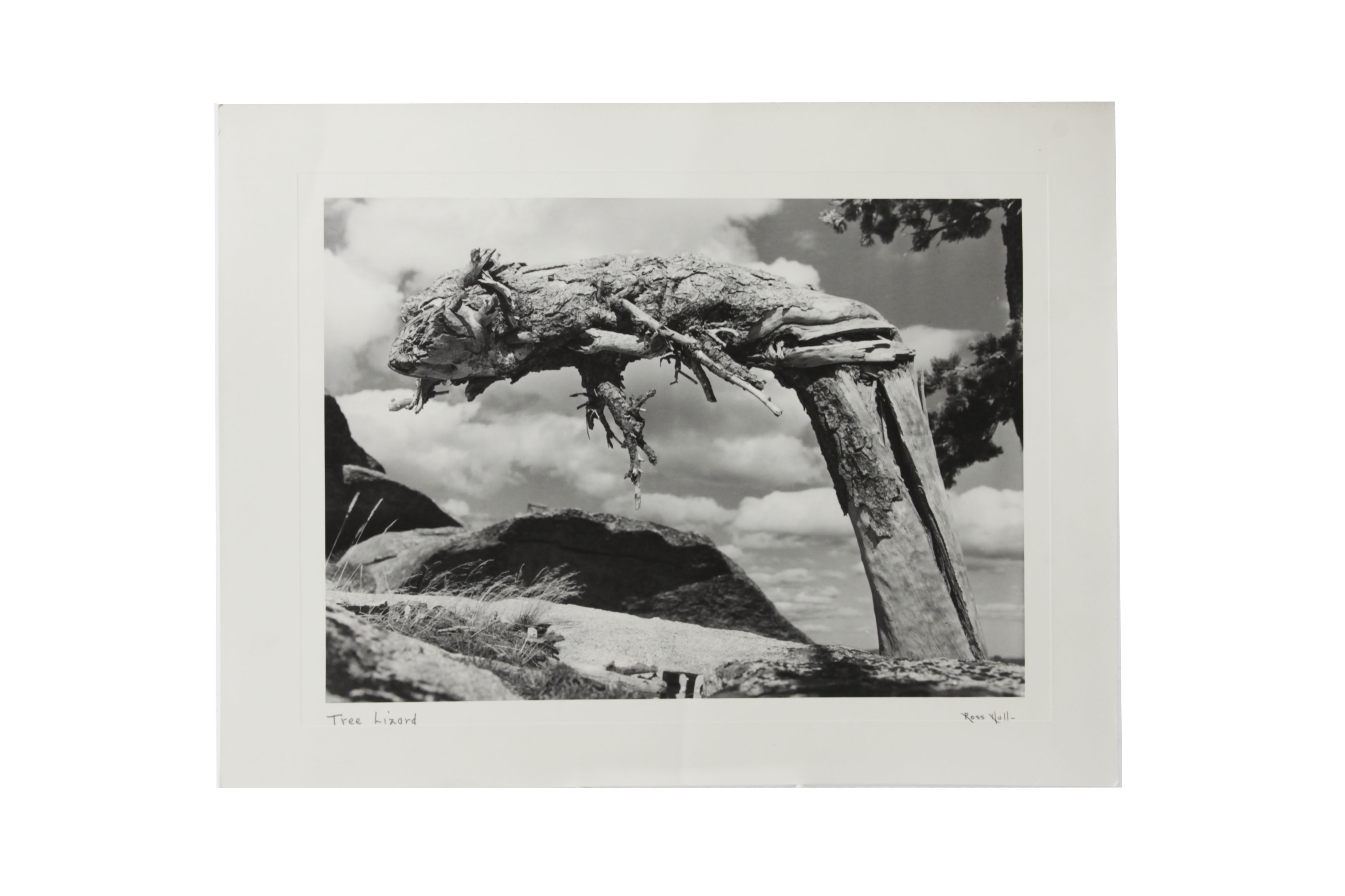 Five Photographic Prints by Ross Hall