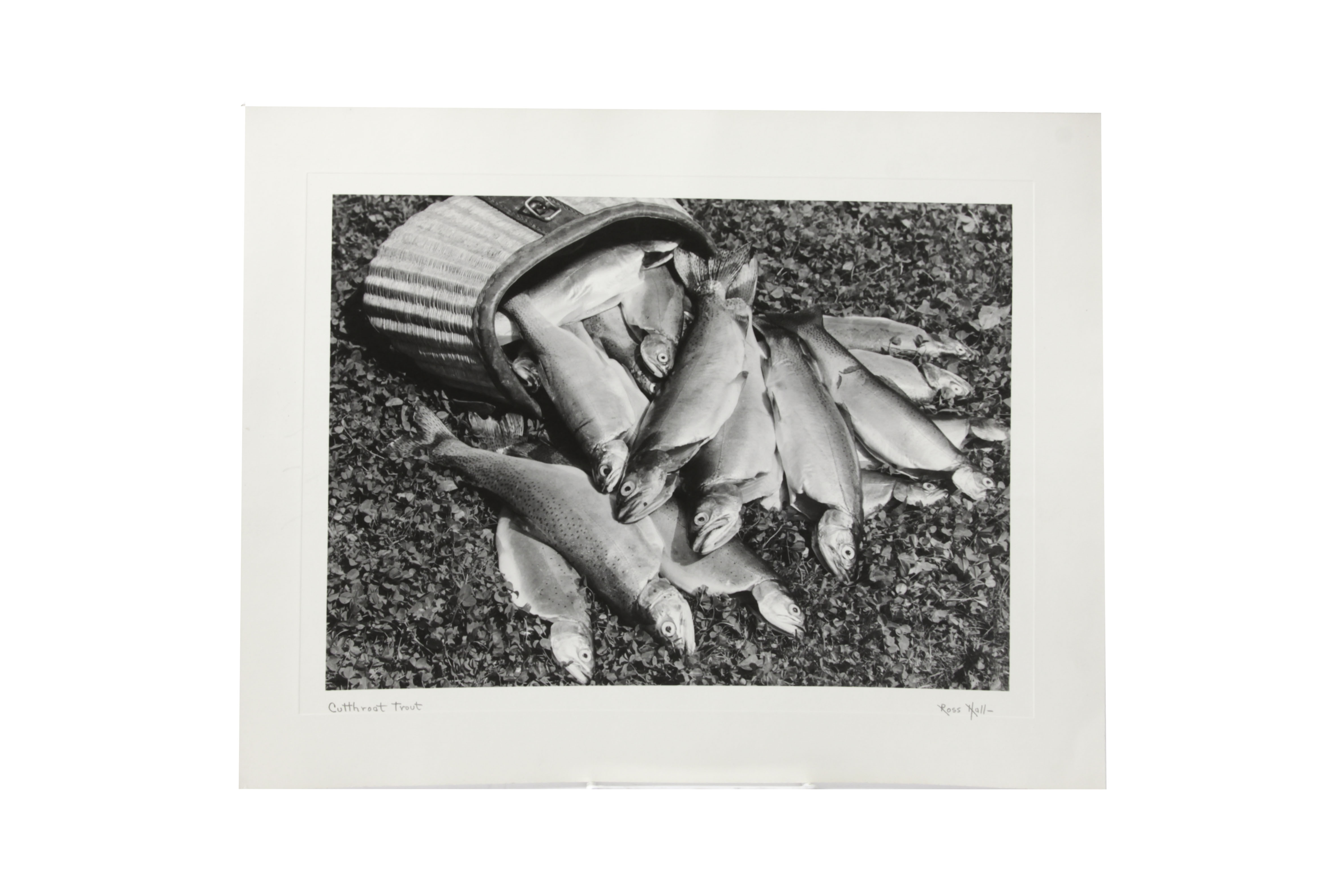 Five Photographic Prints by Ross Hall