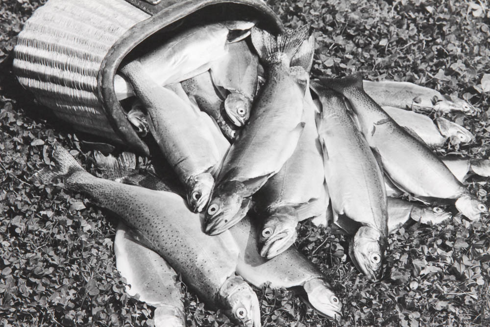 Five Photographic Prints by Ross Hall