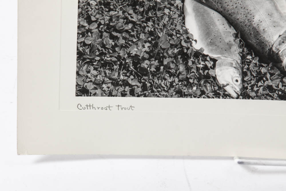 Five Photographic Prints by Ross Hall