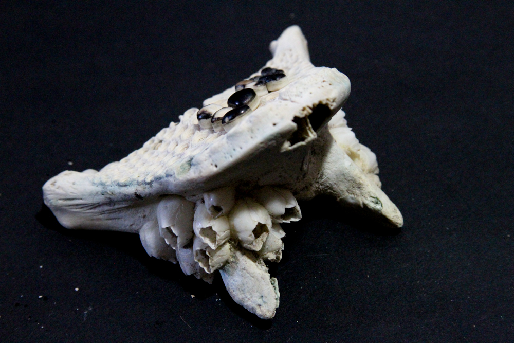 Black Drum Fish Jaw