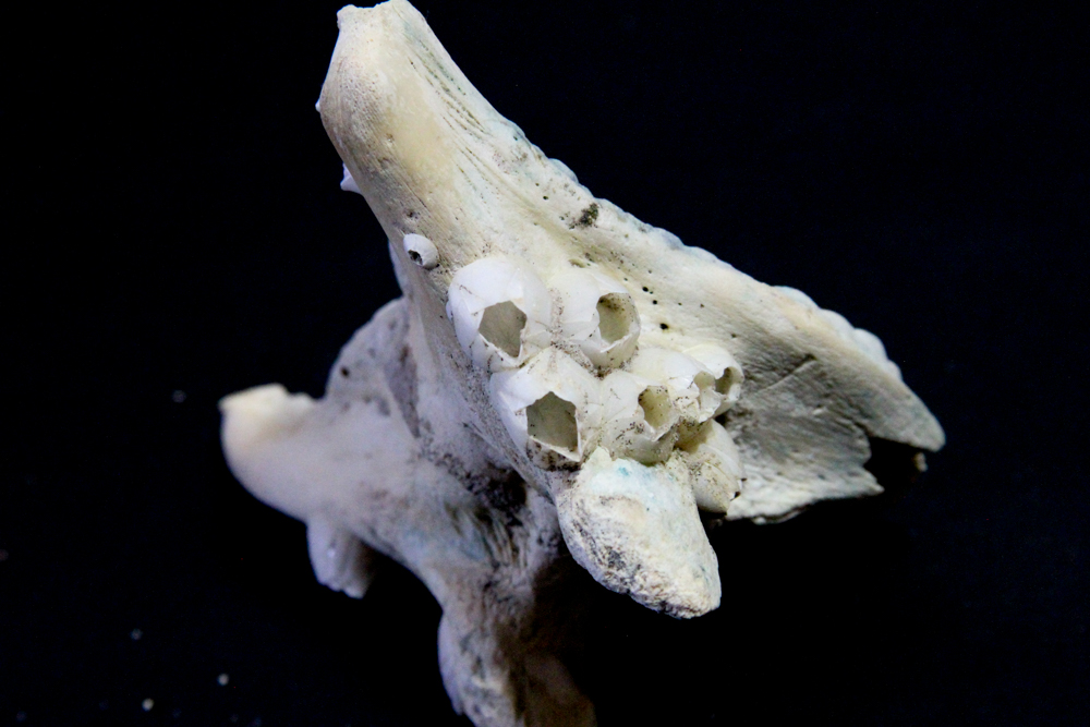 Black Drum Fish Jaw