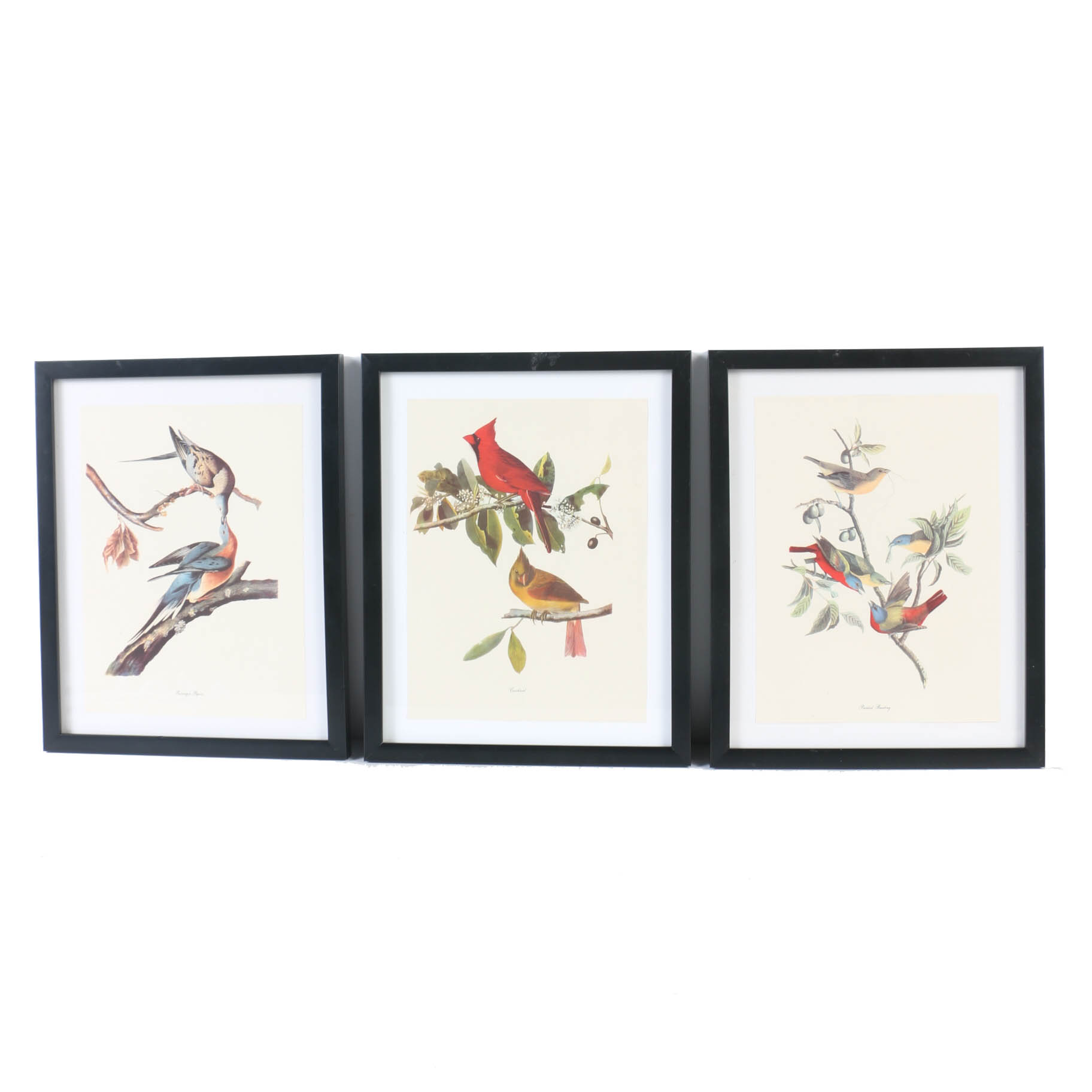 Collection of Offset Lithographs of Rodger Tory Peterson Ornithology Illustrations