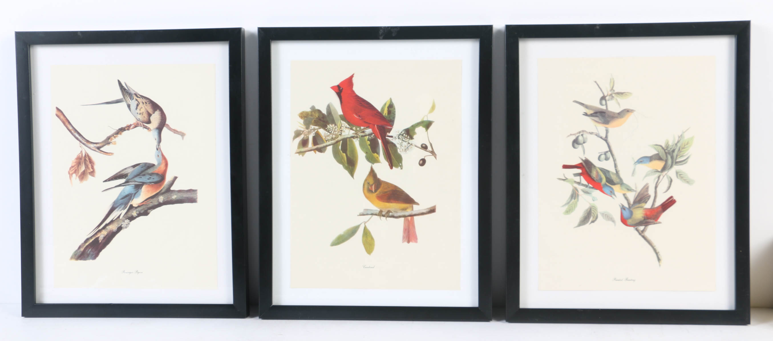 Collection of Offset Lithographs of Rodger Tory Peterson Ornithology Illustrations