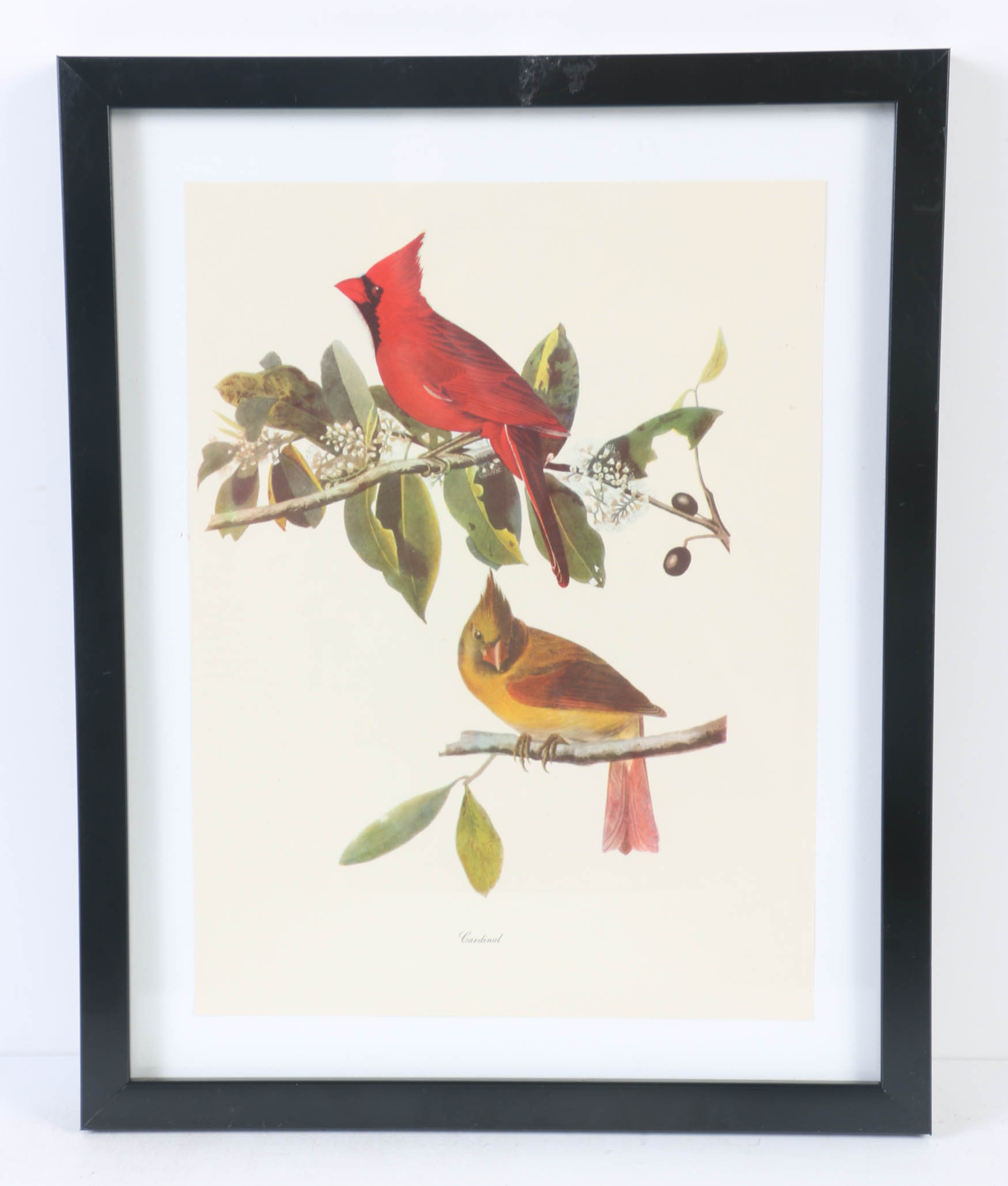 Collection of Offset Lithographs of Rodger Tory Peterson Ornithology Illustrations