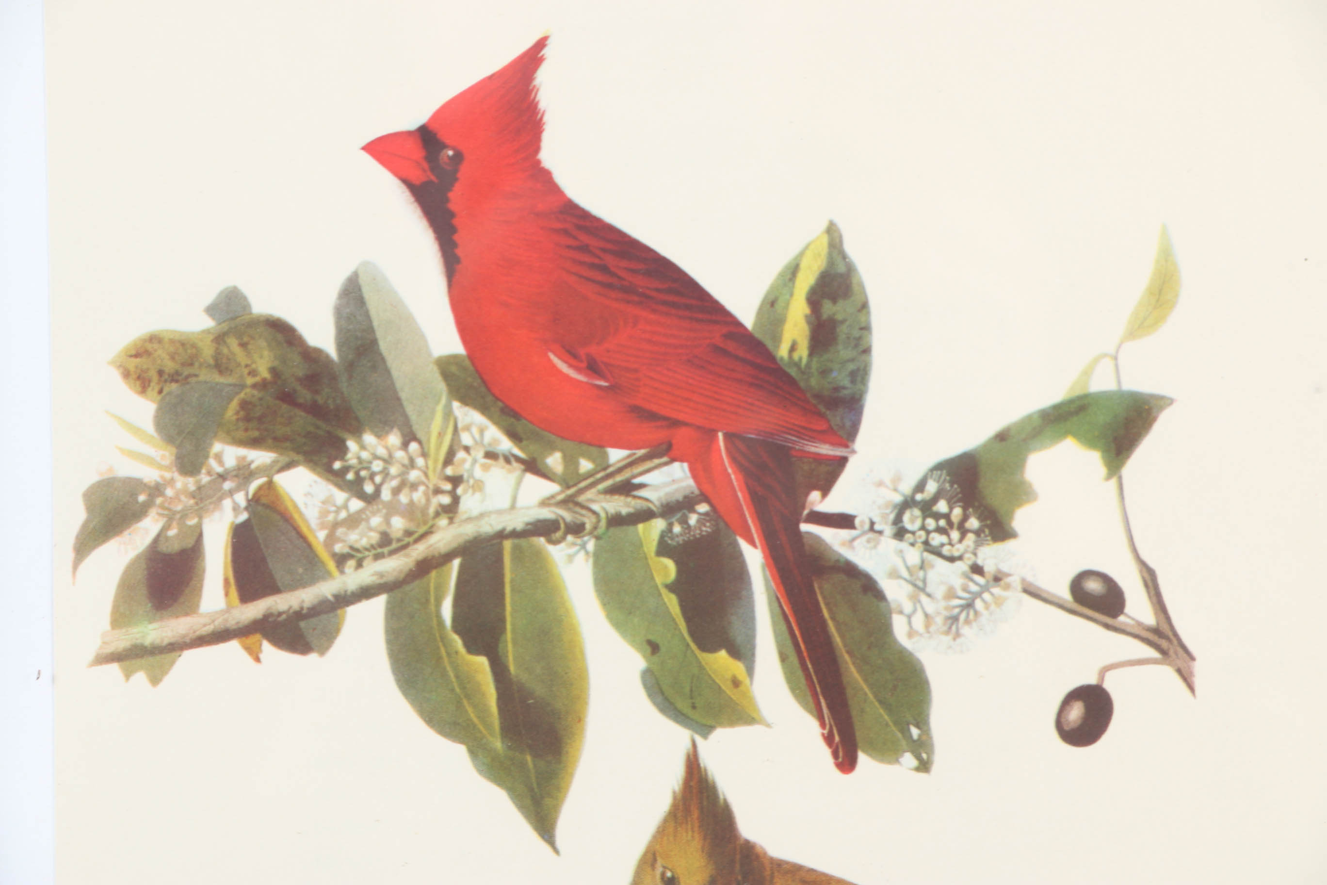 Collection of Offset Lithographs of Rodger Tory Peterson Ornithology Illustrations