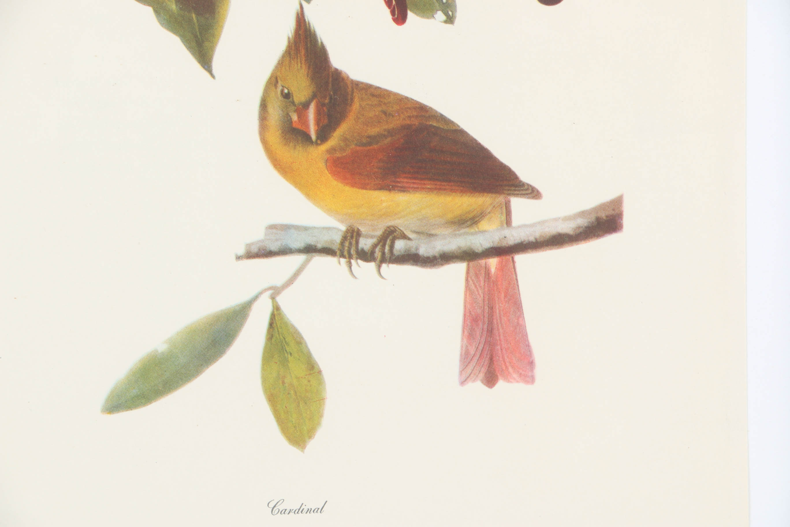 Collection of Offset Lithographs of Rodger Tory Peterson Ornithology Illustrations